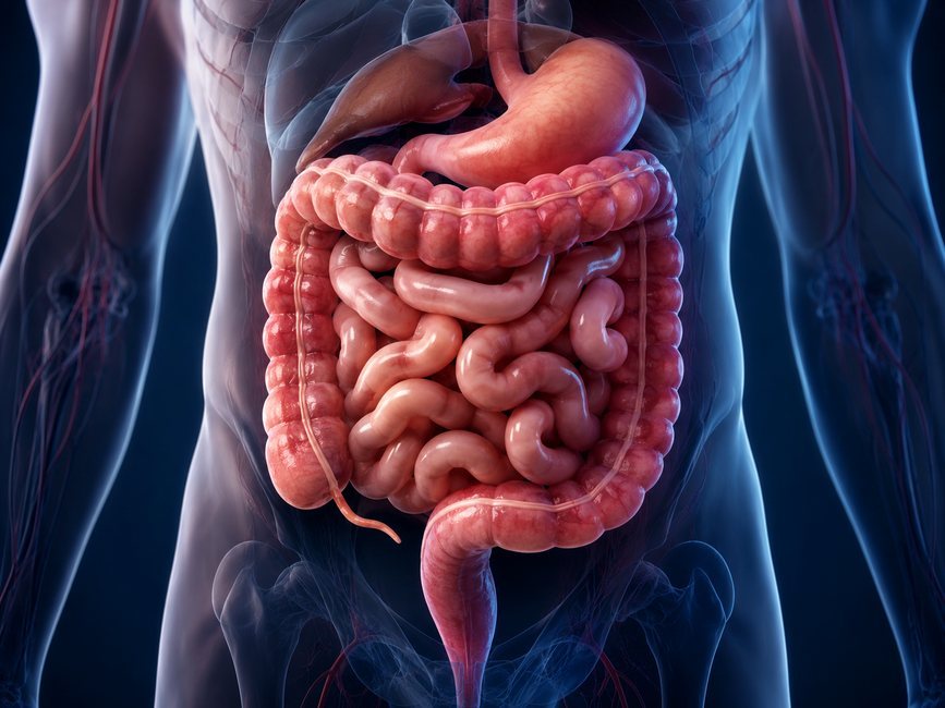Visualização do intestino e sistema digestivo